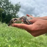Royal python 5