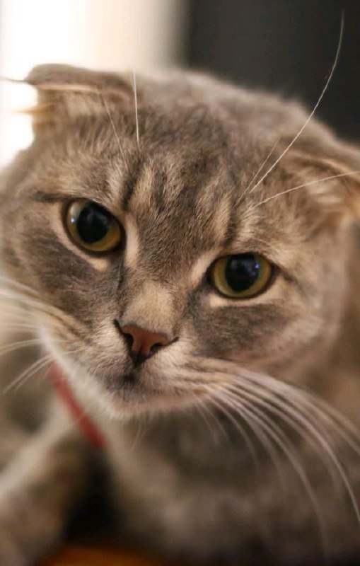 Фотоаппарат Nikon D3100 5