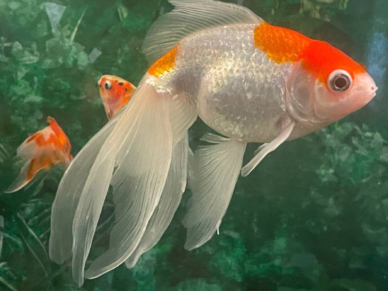 Костюм Шериф для некрупного животного