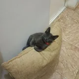 Котенок кошечка 4