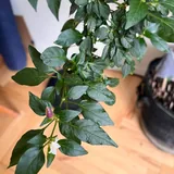 Комнатный острый перец 2