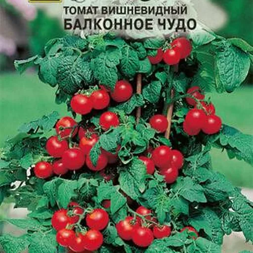 Томат Балконное чудо, рассада