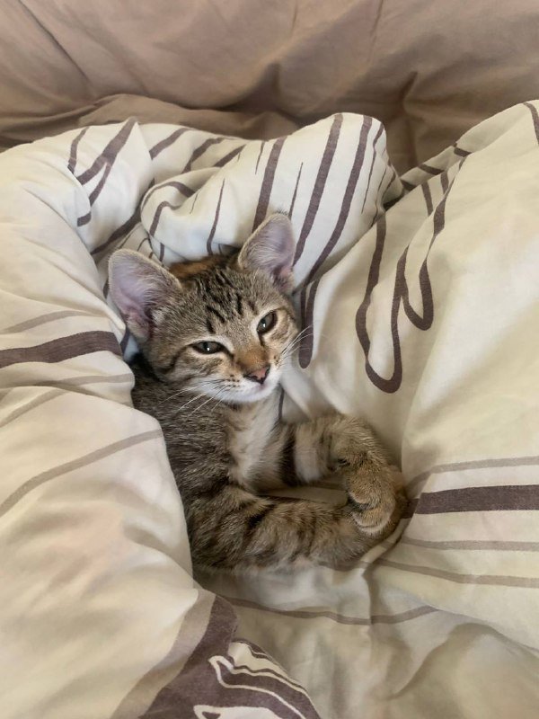 котенок девочка 3 месяца