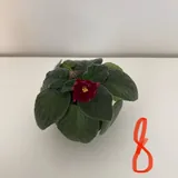 Комнатные растения, полка 8