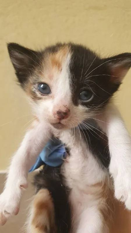 Котята 1