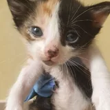Котята 1