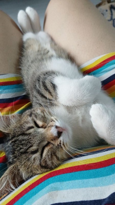 კნუტი სამართლიან და მზრუნველ სახლში ბათუმში და თბილისში 5