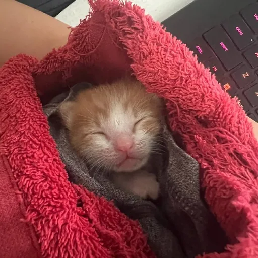Рыжий котенок