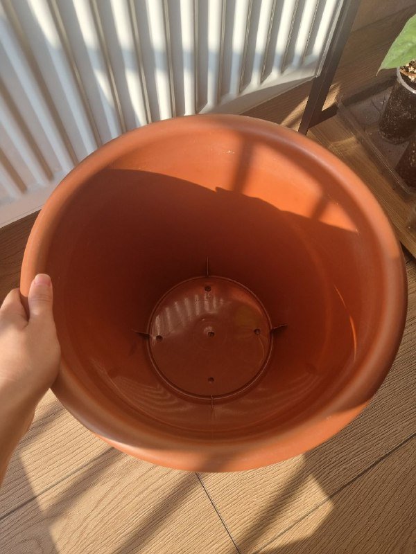 Алоказия Юкатан Принцесс, цветочные горшки пластиковые 7