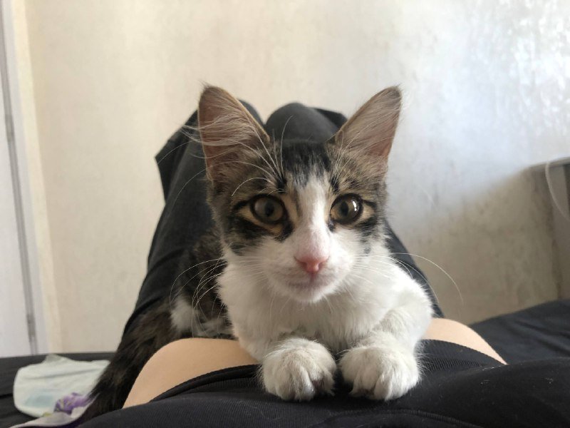 Котёнок девочка ищет дом 2