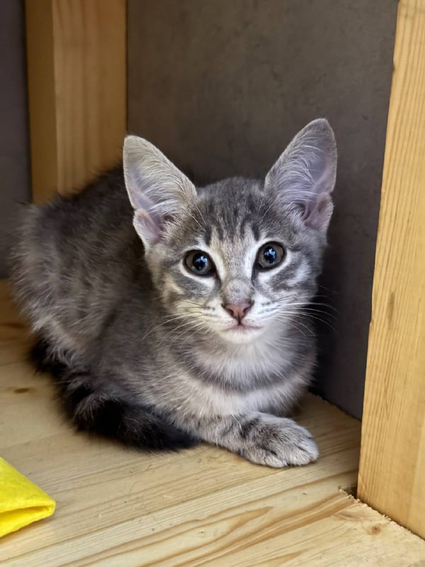 Котенок в добрые руки 2