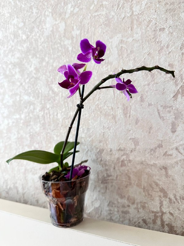Орхидеи сорта ‘МИНИ’ Phalaenopsis mini 20-25 см с горшком