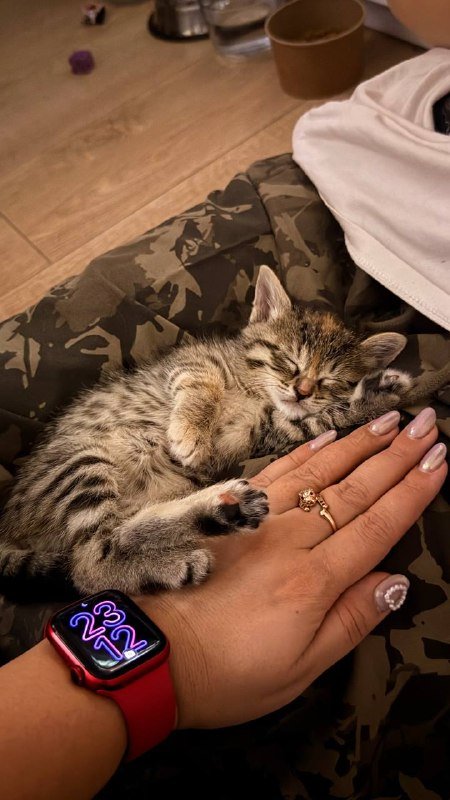 Котята, две кошечки 4