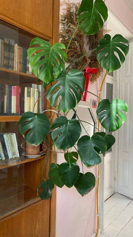 Домашние растения: Монстера, Алоказия, Хамеропс, Драцена, Фикус, Эпипремнум