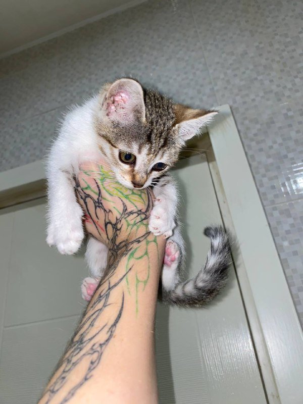 Котята для поиска родителей 2