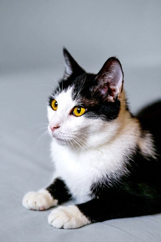 Коты Шафран и Доминик ищут передержку бесплатно 6