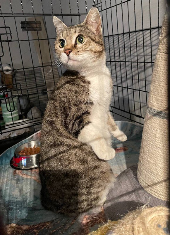 Кошка с особенностями здоровья ищет дом