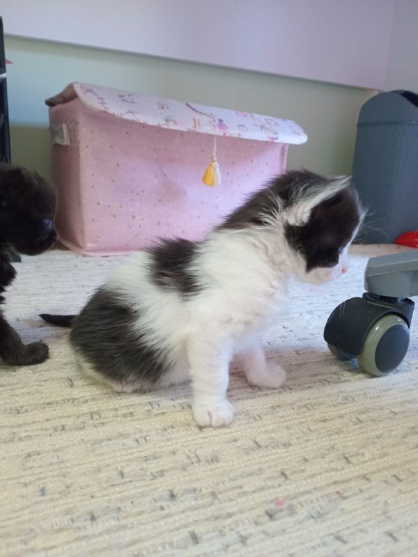 Котята 5