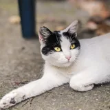 Кошка Булочка ищет дом 2