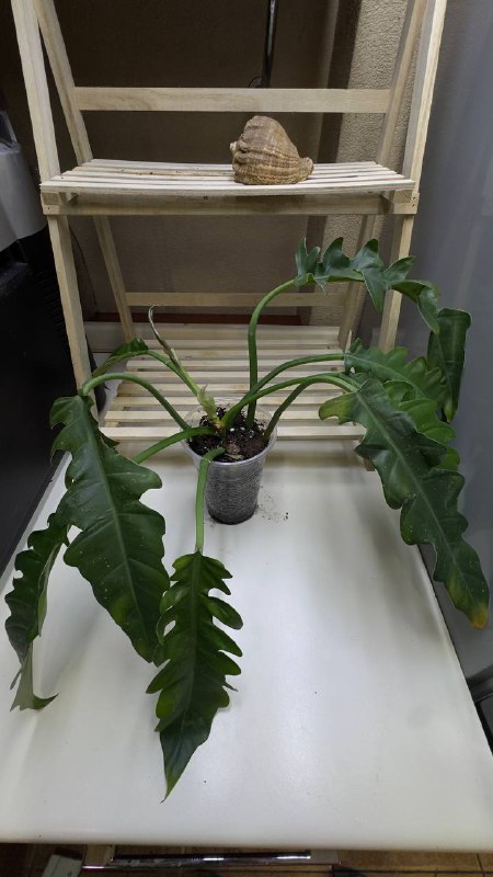 Philodendron Scandens, Philodendron Crocodile, Syngonium Panda, Maranta Variegated, Monstera Adansonii, Philodendron New Red 5