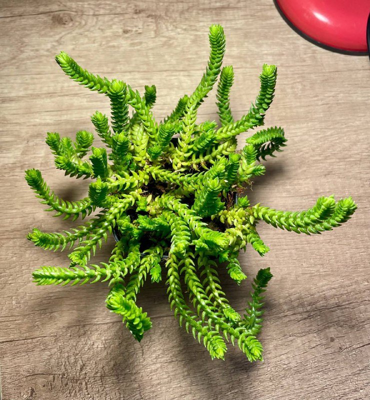 Суккулент домашнее растение 2