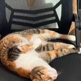 Кошка Кичи 3
