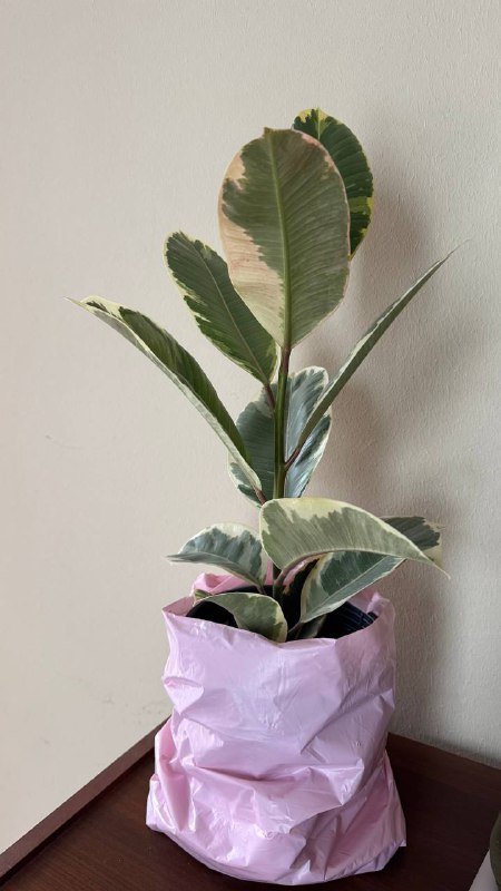 Фикус эластика