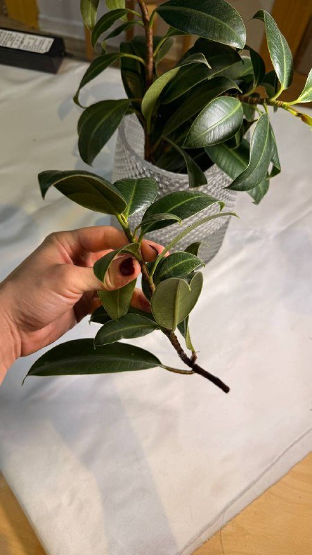 Проросший черенок фикуса 2