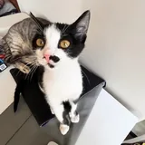 Котёнок Шуфа 3