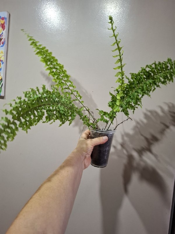 Монстера, папоротники, эпипремнум, тралесканция, традесканция, сингониум, композиции растений 3