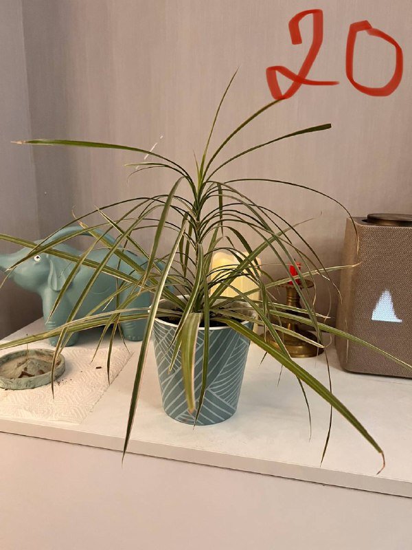 Растения и горшки для растений 2