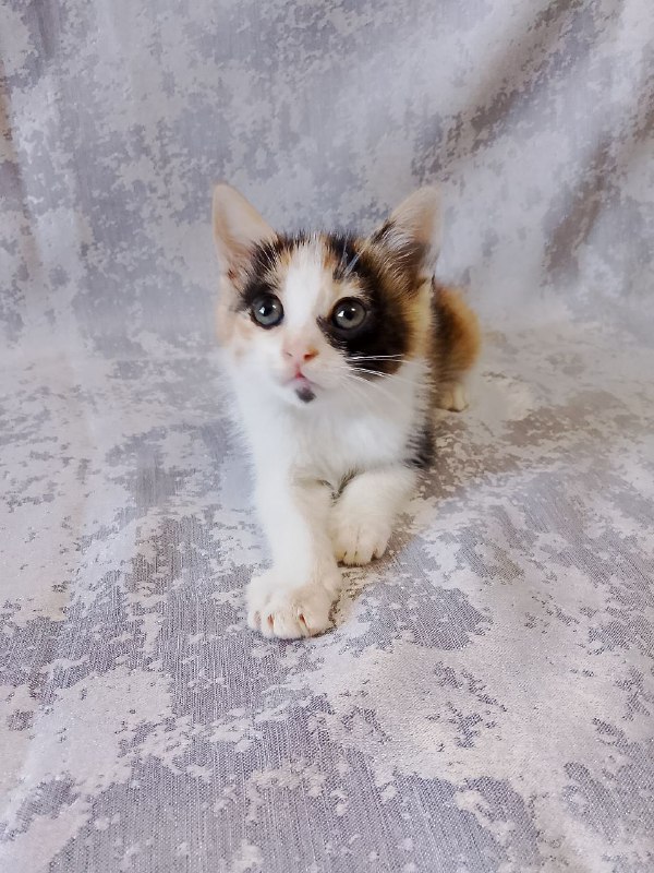 Котенок Лилу в хорошие руки