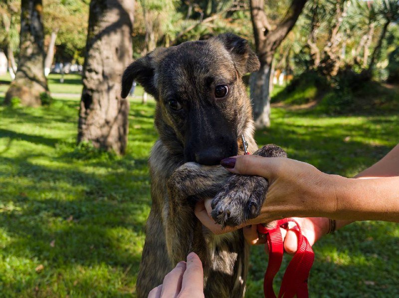 Щенок девочка Адель для дома 4