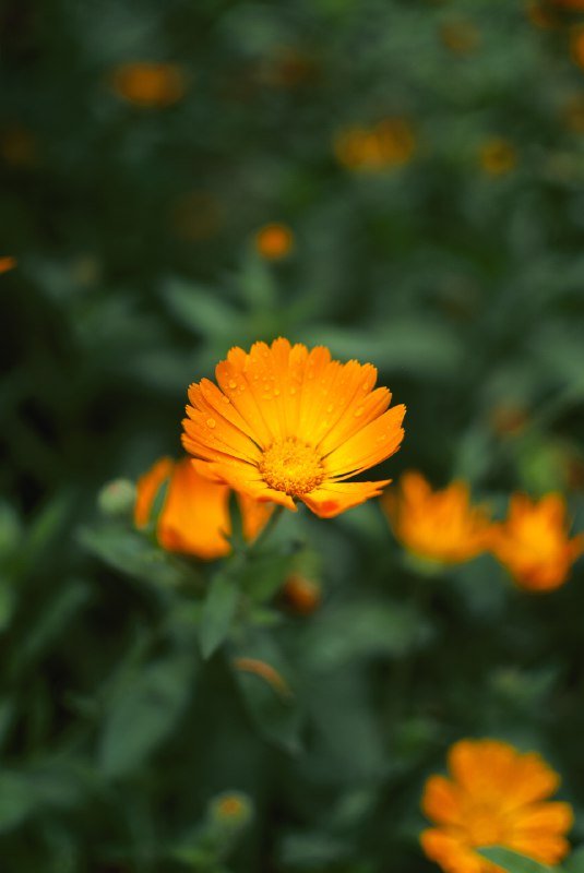 Фотоаппараты Sony A200, Fujifilm FinePix S2 Pro, Sony Mavica с объективами 6