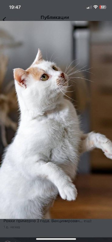 Рокки, кот 3