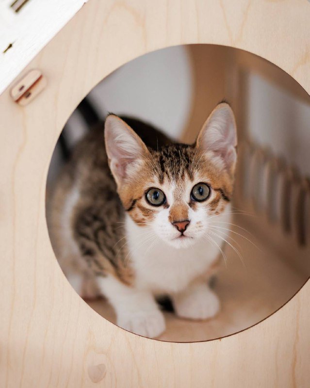 Котёнок Венечка для дома