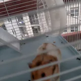 Хомячки 2