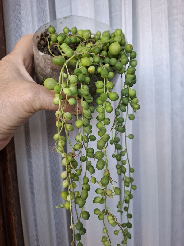 Монстеры разных размеров, рафидофора, папоротник, суккуленты, роули 9