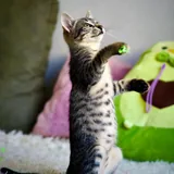 Юная кошечка 5