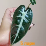 Алоказии и клубни 6