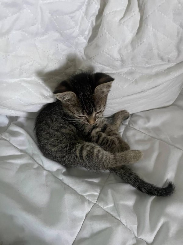 Котята девочки, почти 2 месяца, ищут дом 6