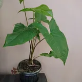 Комнатные растения 6