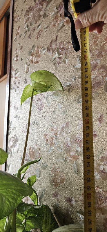 Сингониум высотой 170 см 4