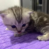 Шотландские котята 6