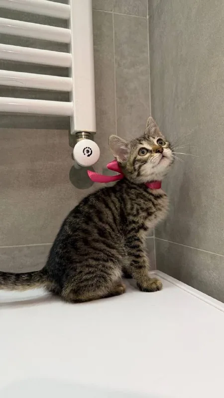 Котенок Синди 1