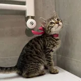 Котенок Синди 1