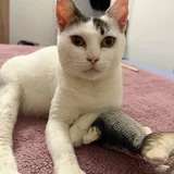 Кошка Минти 7