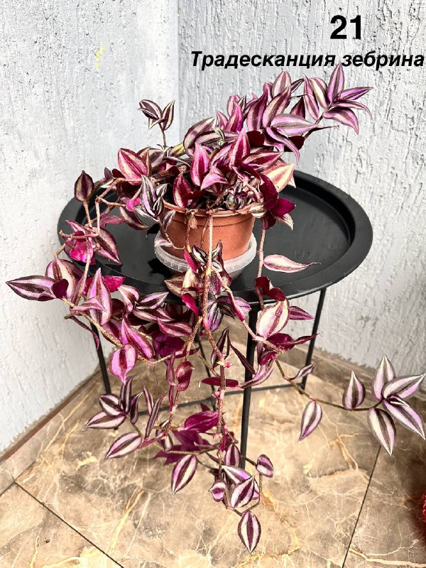 Комнатные растения: традесканция, мини-хризантемы, авокадо, Phalaenopsis mini