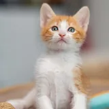 Котята Мэрри и Пипин 3