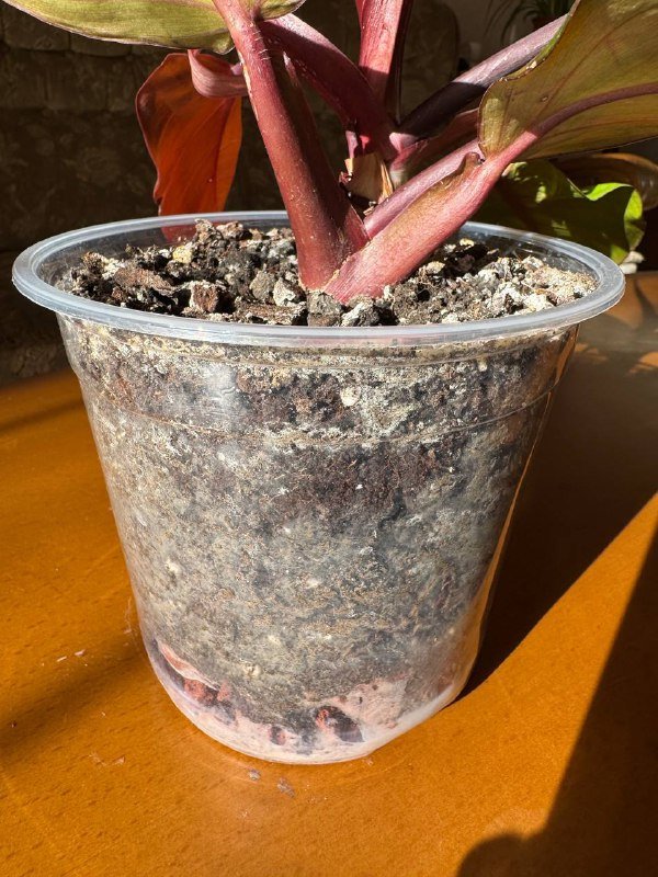 филодендрон Imperial Red (Rojo Congo) 4